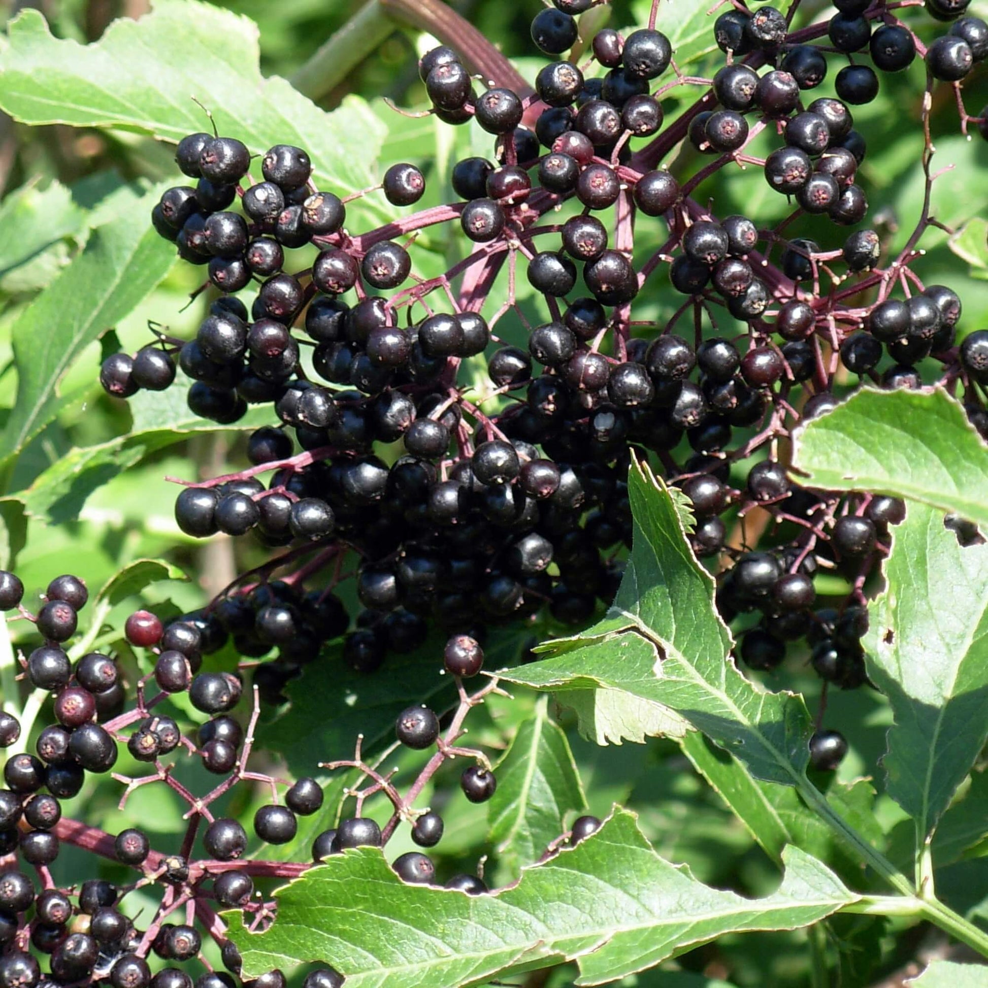 Black Elderberry Seeds