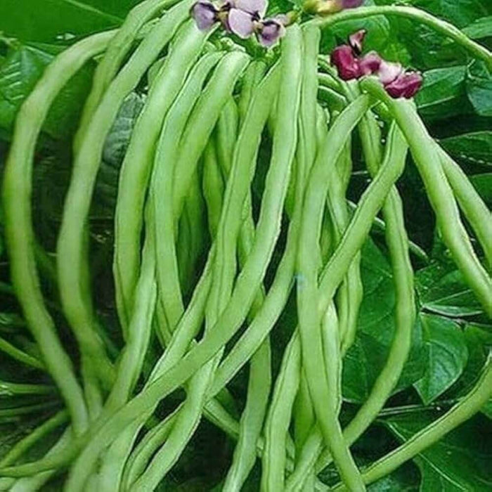 Black Eyed Peas Seeds - Vegetable Plant