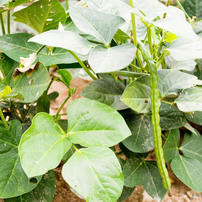 Black Eyed Peas Seeds - Vegetable Plant