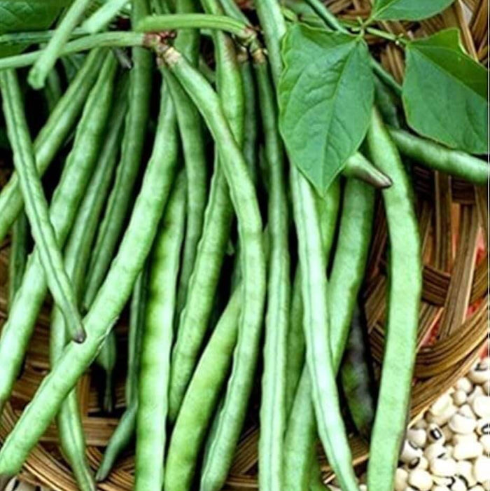 Black Eyed Peas Seeds - Vegetable Plant