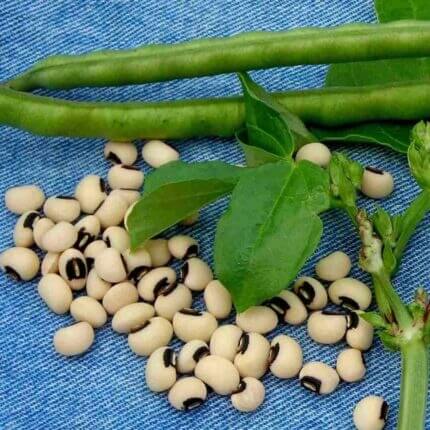 Black Eyed Peas Seeds For Sale