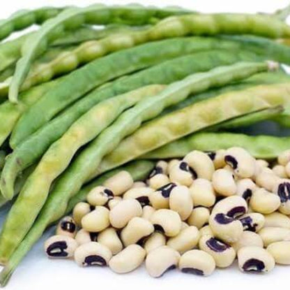 Black Eyed Peas Seeds For Sale