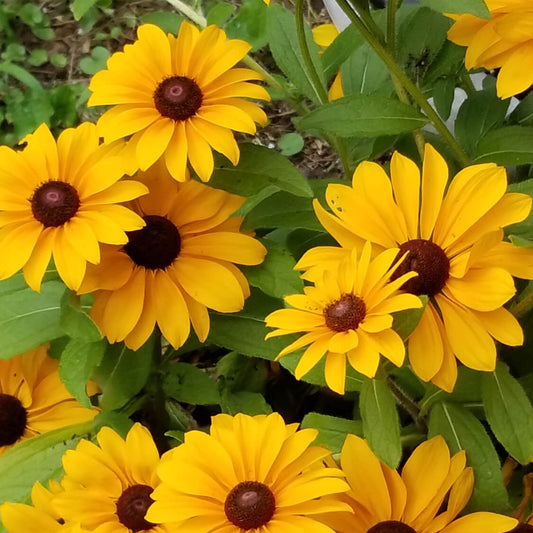 Black Eyed Susan Rudbeckia Seeds - Flower Plant 