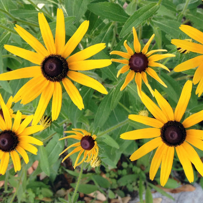 Black Eyed Susan Rudbeckia Seeds - Flower Plant 
