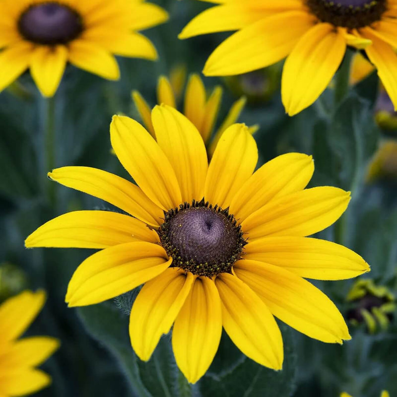 Black Eyed Susan Seeds 