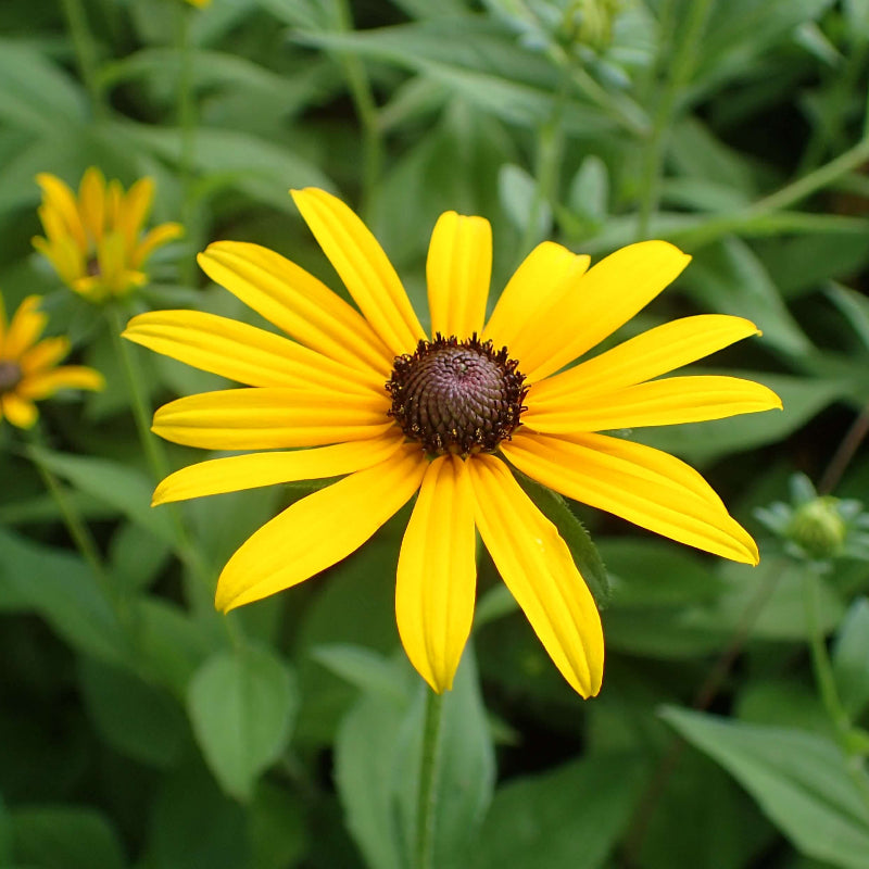 Black Eyed Susan Seeds 