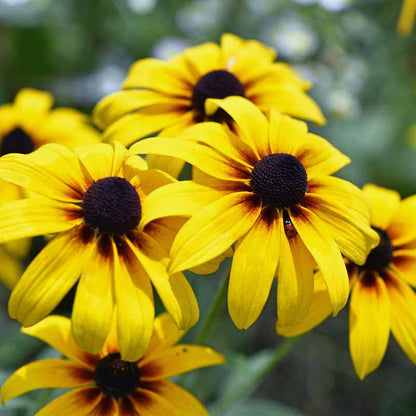 Black Eyed Susan Seeds 