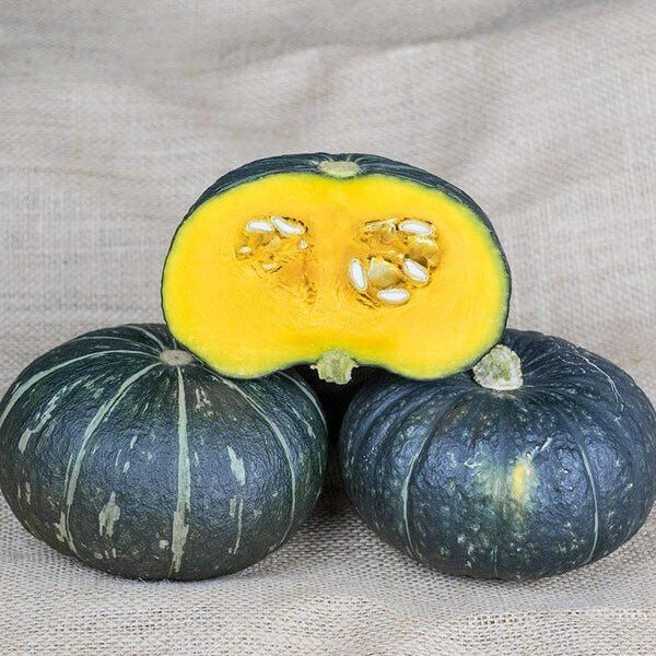 Black Forest Kabocha Squash Seeds 