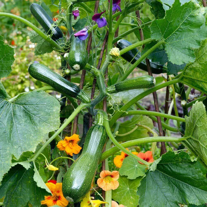 Black Forest Zucchini Seeds