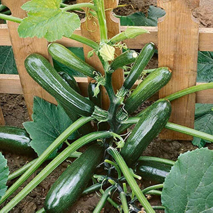 Black Forest Zucchini Seeds