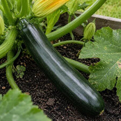 Black Forest Zucchini Seeds