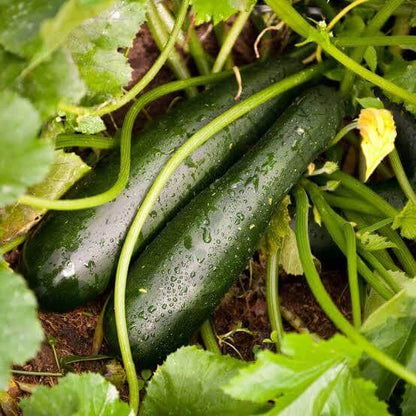 Black Forest Zucchini Seeds