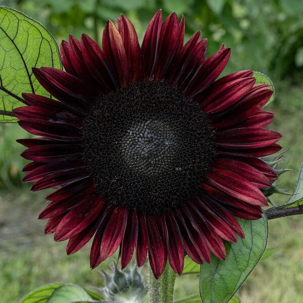 Black Giant Sunflower Seeds