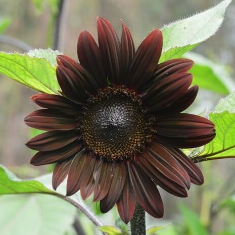 Black Giant Sunflower Seeds
