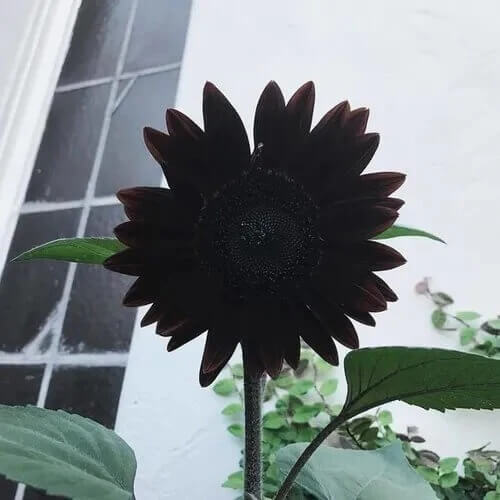 Black Giant Sunflower Seeds
