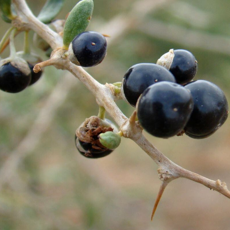 Black GojiBerry Berry Seeds