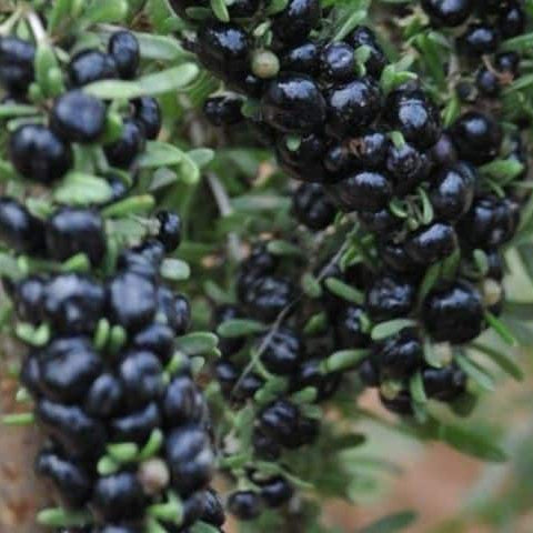 Black GojiBerry Berry Seeds