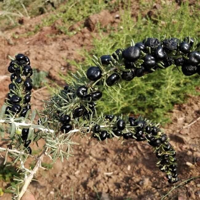 Black GojiBerry Berry Seeds