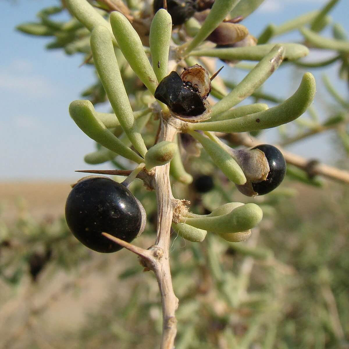 Black GojiBerry Berry Seeds