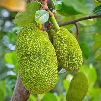Black Gold Jackfruit Seeds