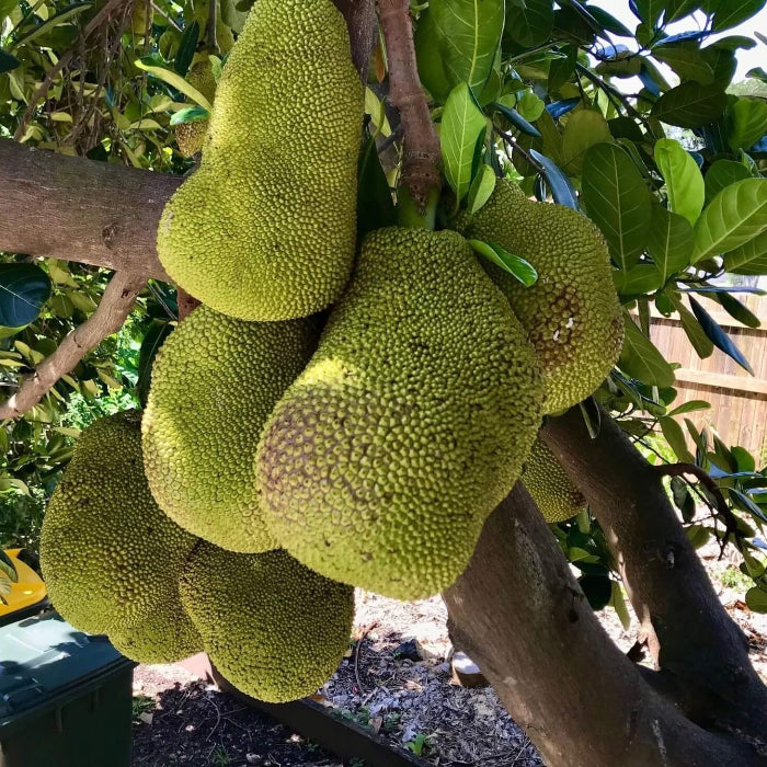 Black Gold Jackfruit Seeds