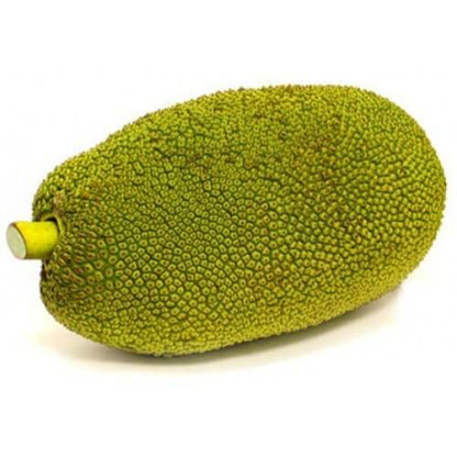Black Gold Jackfruit Seeds