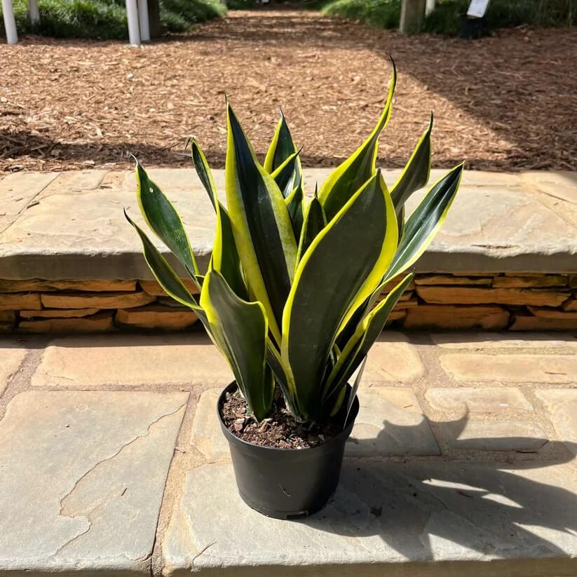 Black Gold Snake Plant seeds