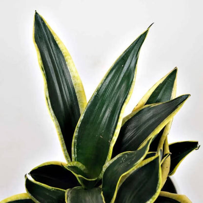 Black Gold Snake Plant seeds