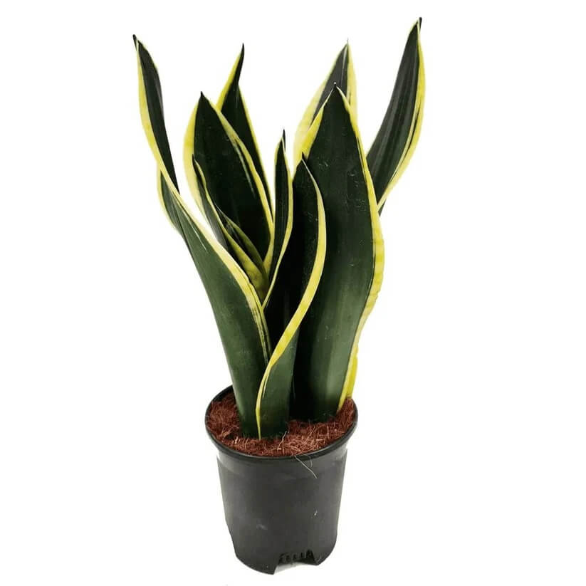 Black Gold Snake Plant seeds
