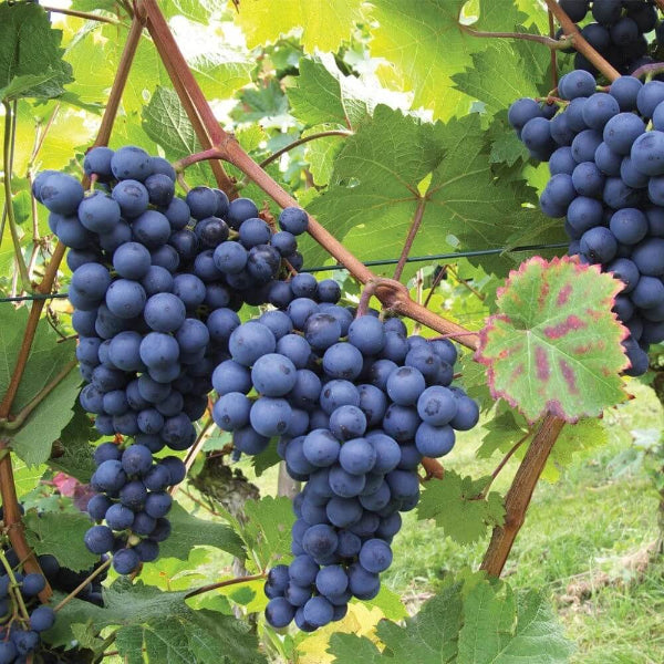 Black Grape Seeds - Fruit Plant