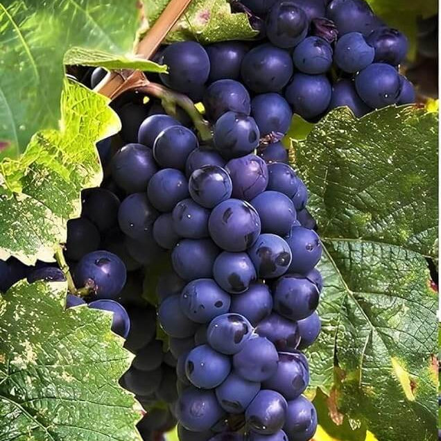 Black Grape Seeds - Fruit Plant
