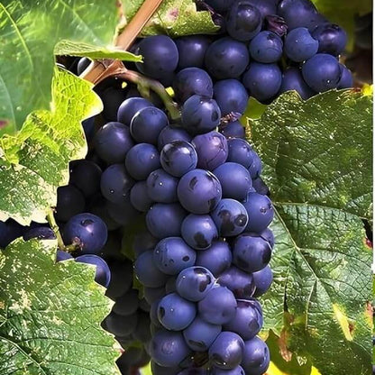 Black Grape Seeds - Fruit Plant