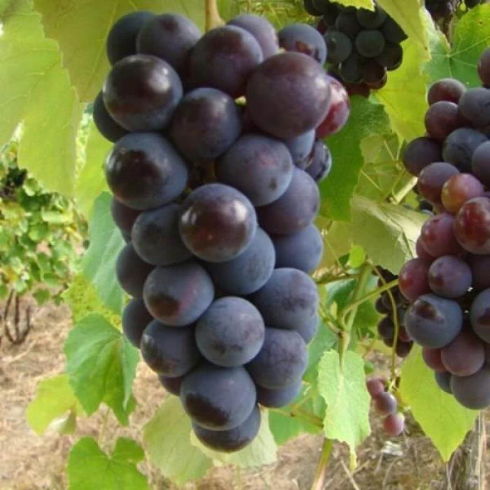 Black Grape Seeds - Fruit Plant