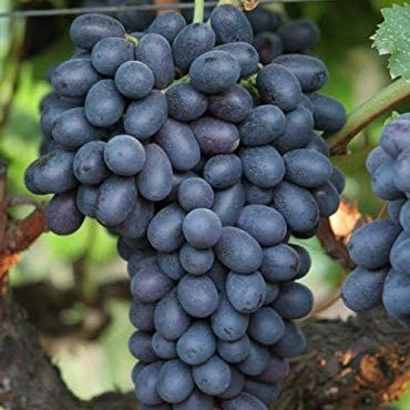 Black Grape Seeds 