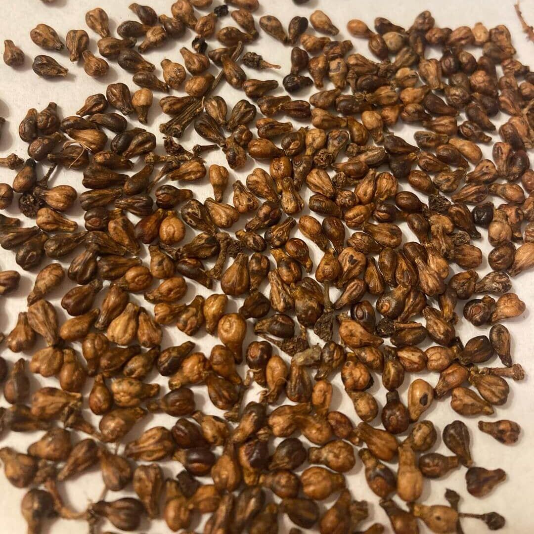 Black Grape Seeds 