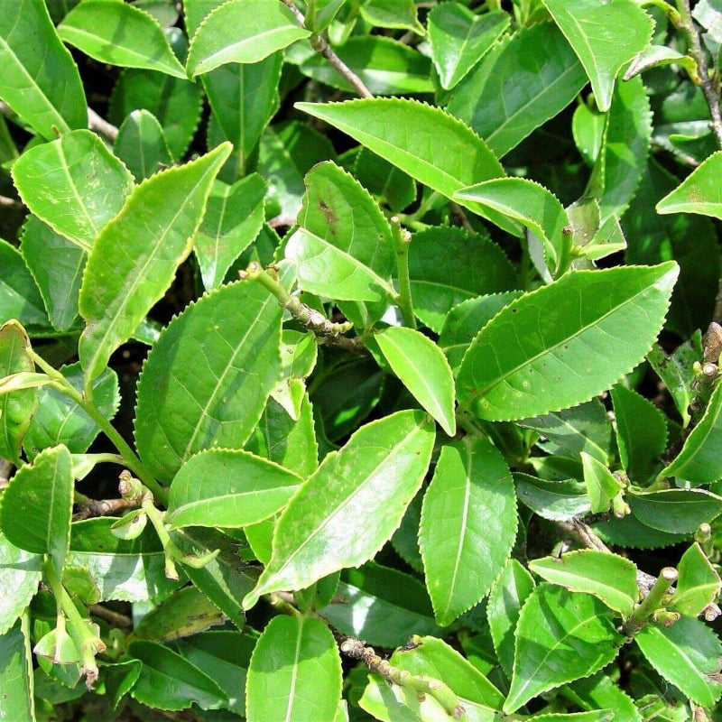 Black & Green Drinking Tea Camellia Sinensis Seeds 