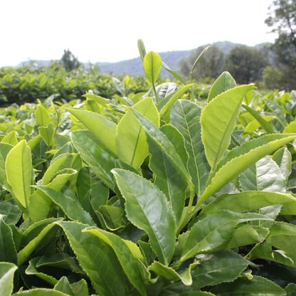 Black & Green Drinking Tea Camellia Sinensis Seeds 