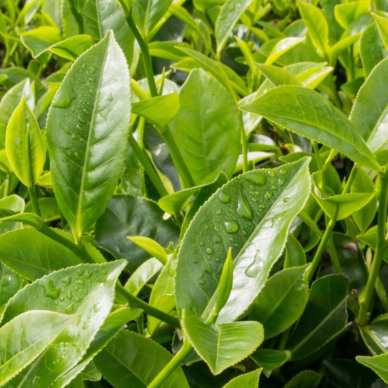Black & Green Drinking Tea Camellia Sinensis Seeds 