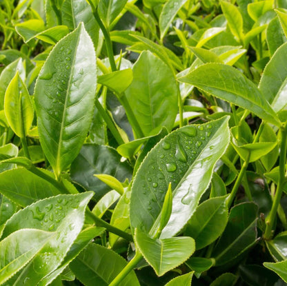 Black & Green Drinking Tea Camellia Sinensis Seeds 