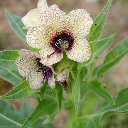 Black Henbane Seeds - Herbal Plant