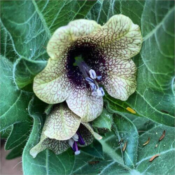 Black Henbane Seeds - Herbal Plant