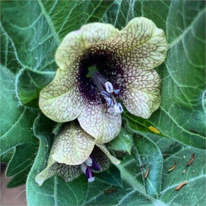 Black Henbane Seeds - Herbal Plant
