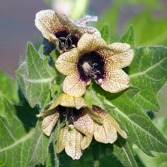 Black Henbane Seeds - Herbal Plant