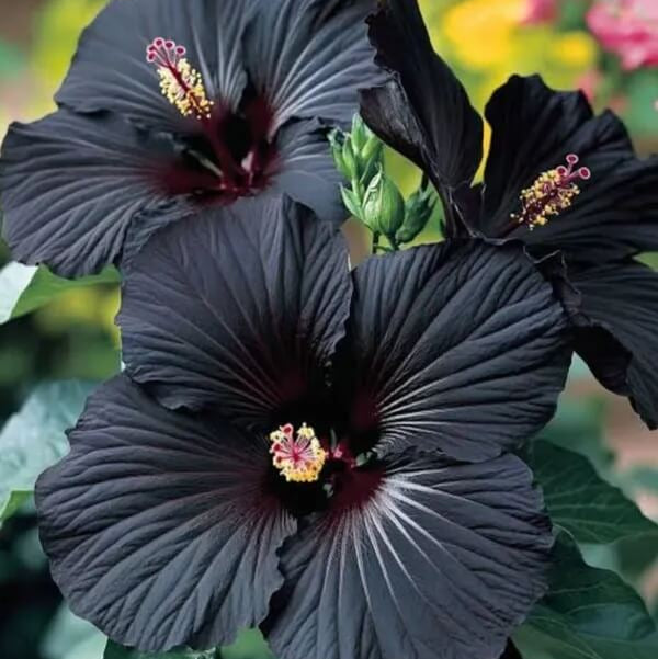Black Hibiscus Seeds 