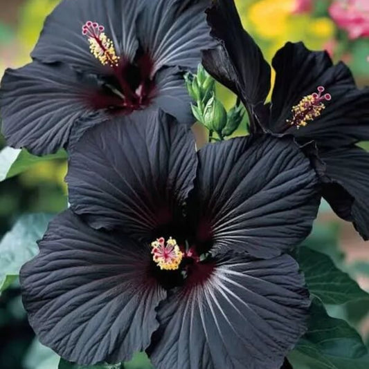 Black Hibiscus Seeds 