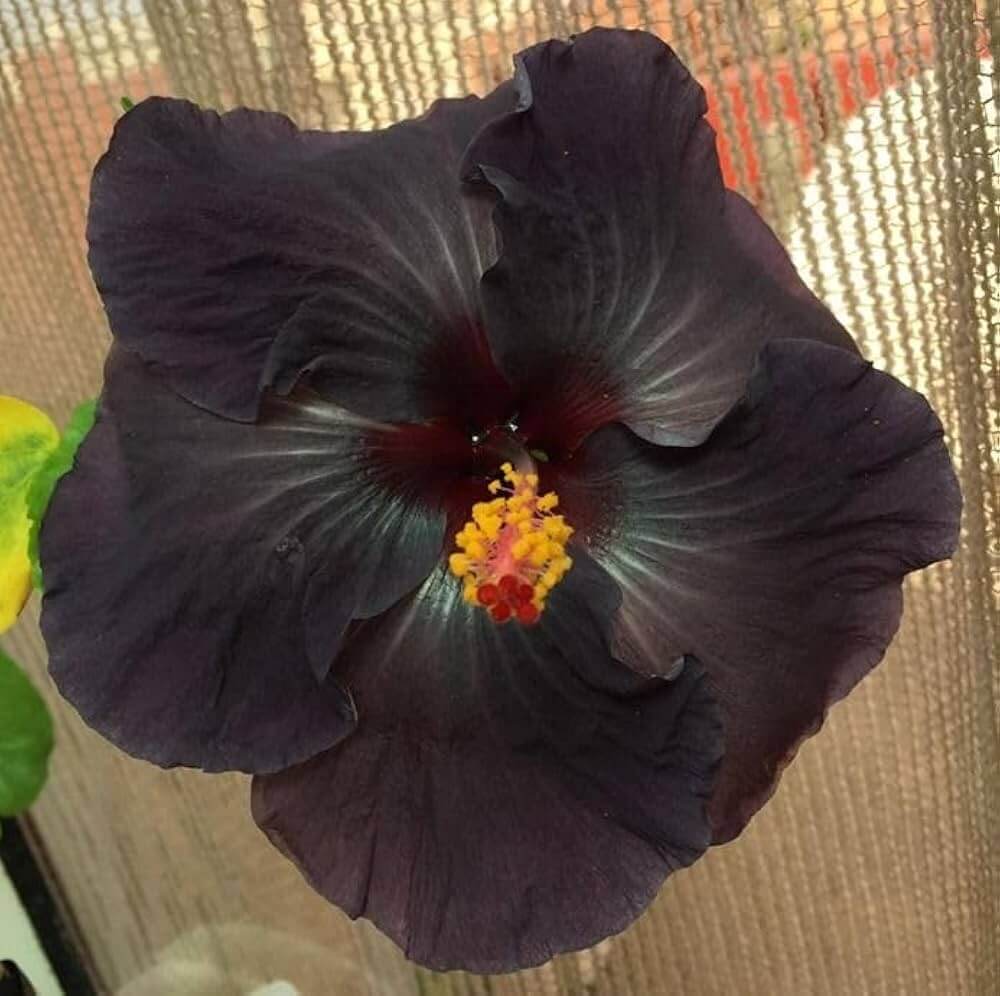 Black Hibiscus Seeds 
