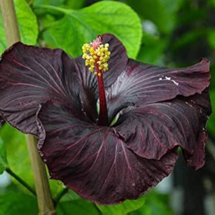Black Hibiscus Seeds 