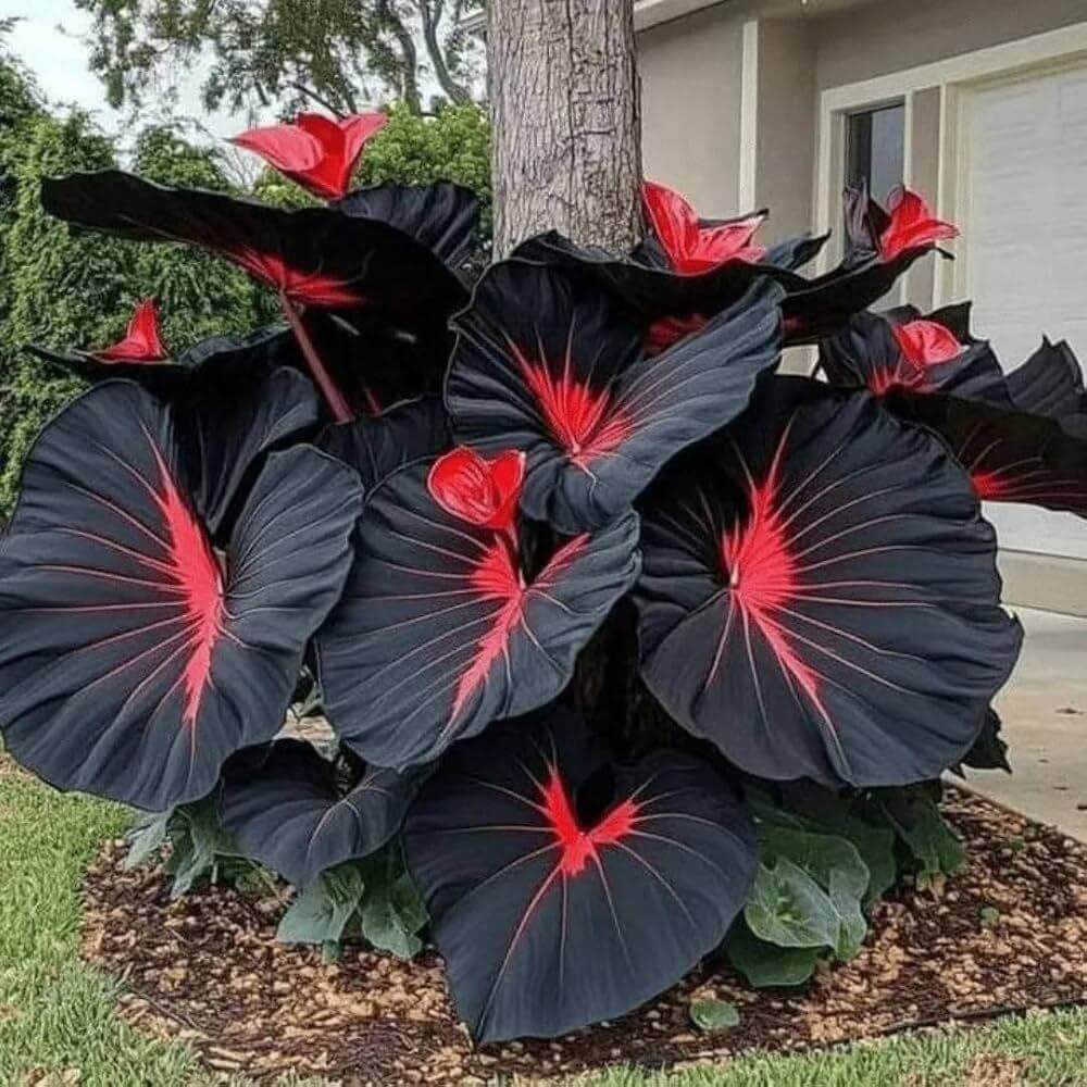 Black Hosta Seeds
