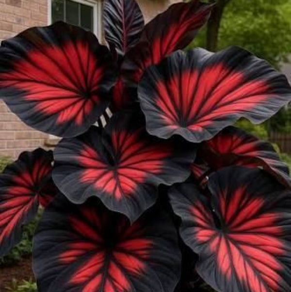 Black Hosta Seeds