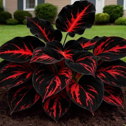 Black Hosta Seeds